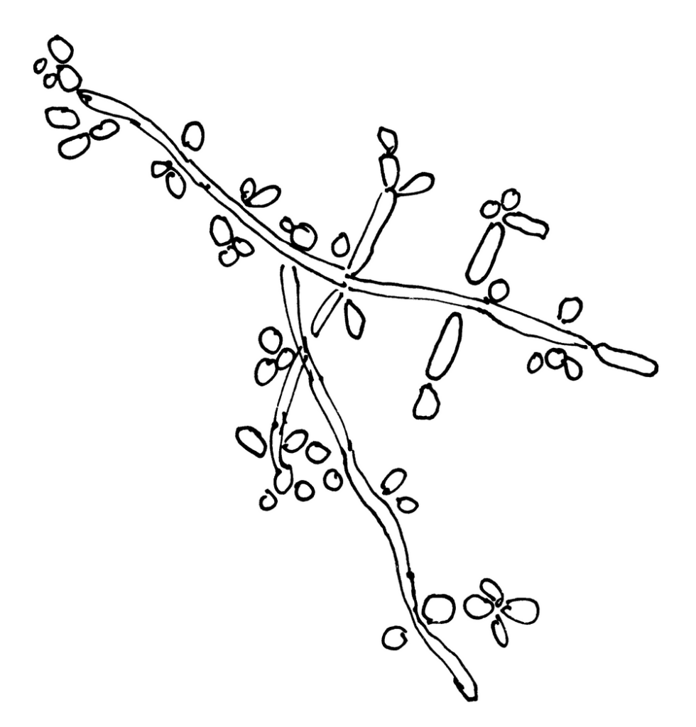 Původce kandidózy – kvasinka Candida albicans