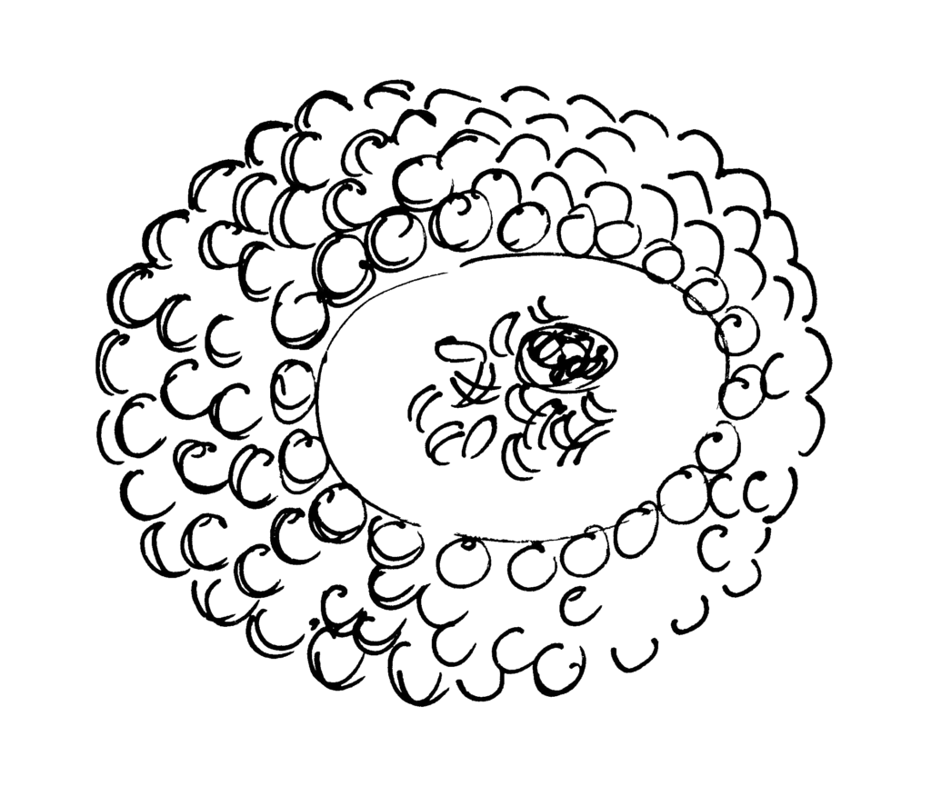 Cytomegalovirus (CMV), známý také jako HHV-5 (Human Herpes Virus – 5).