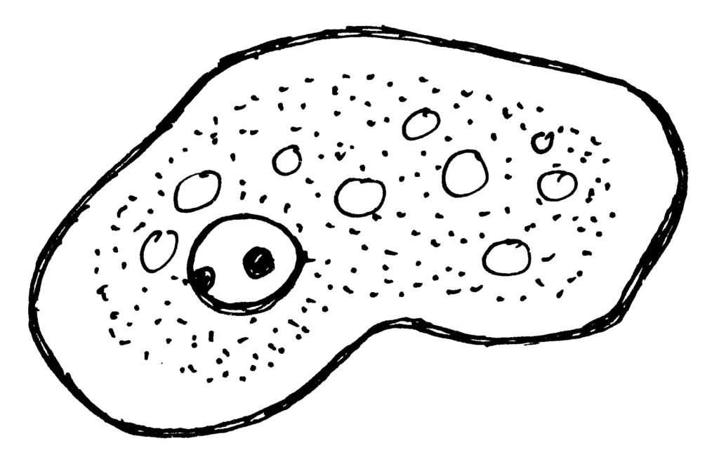 Původce měňavkové úplavice – prvok Měňavka úplavičná (Entamoeba histolytica)