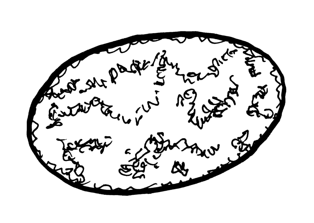 Původce ureaplazmatické infekce – bakterie Ureaplasma urealyticum